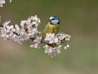 Blue tit, Cyanistes caeruleus