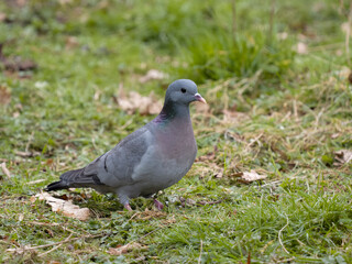 Stock dove, Columba oenas