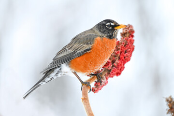 American Robin perched on Sumac