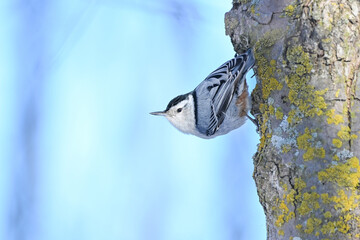 White breasted Nuthatch on a mossy tree