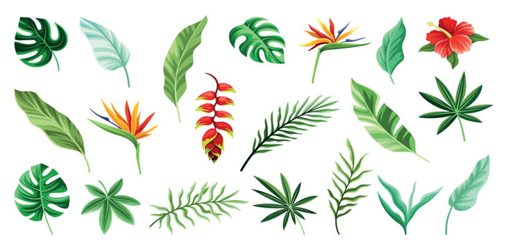 Exotic leaves set. Collection of branches and plants from jungle. Red and yellow flowers. Modern botanical foliage, palm leaves. Cartoon flat vector illustrations isolated on white background