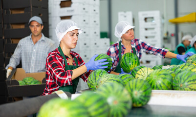 Portrait of concentrated Hispanic female worker sorting fresh ripe watermelons on grading line in...