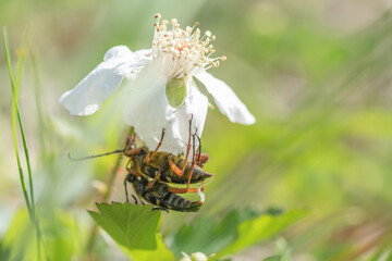 Typocerus zebra pair on a dewberry flower, the male's intromittent organ visible.