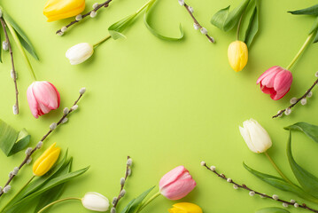 Mother's Day concept. Top view photo of fresh flowers pink white yellow tulips and pussy-willow branches on isolated light green background with empty space in the middle