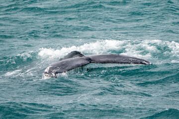 Fototapeta premium humpback whale tale above the water photograph