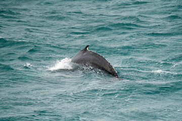 Naklejka premium humpback whale arched back rising above the water