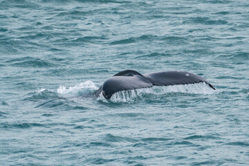 Fototapeta premium humpback whale tale above the water photograph