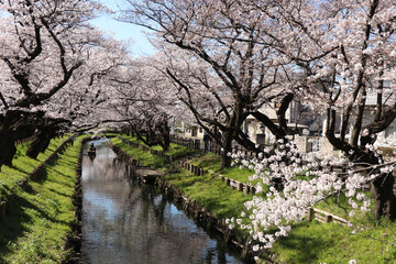 川越の桜