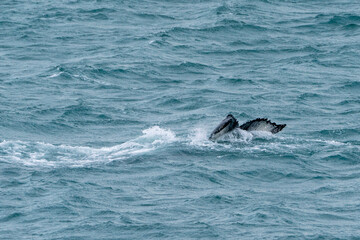 Naklejka premium humpback whale tale above the water photograph
