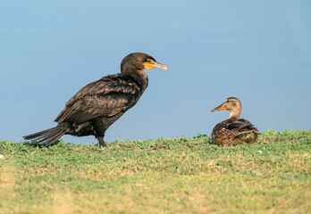 A female Mallard duck is surprised by a Double-crested Cormorant that curiously approaches her as she sits by the shoreline.