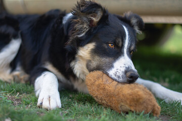 Portrait of a lovely puppy dog border collie playing with his toy