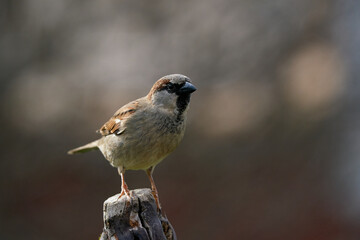Haussperling male