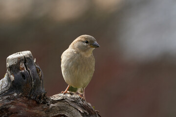 Haussperling female