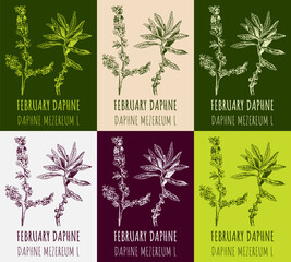 Set of vector drawings FEBRUARY DAPHNE in different colors. Hand drawn illustration. Latin name Daphne mezereum L.
