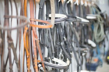 reins horse halter bridle. equine sport equipment closeup with no people. Equitation harness