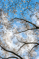 コブシ（マグノリア）の花と大きな木