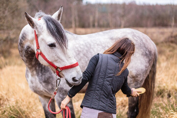 hispanic mid woman rider grooming and cleaning an andalusian pure spanish horse. equine care