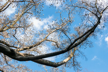 コブシ（マグノリア）の花と大きな木