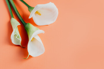 Beautiful white Calla Lilies flowers on a peach pastel background.