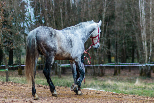 beautiful outdoor portrait from andalusian pure spanish purebred horse