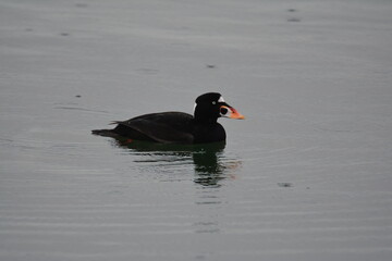 Surf Scoter