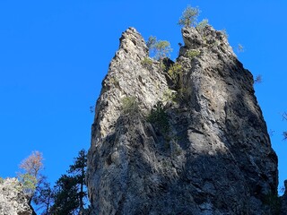 The steep rocks of the Schaftobelbach canyon and the typical evergreen trees on the alpine peaks over the Albula or Alvra river valley - Canton of Grisons, Switzerland (Schweiz)