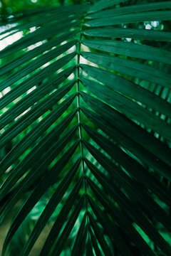 Palm leaf backgroung. Green leaves in botanical garden