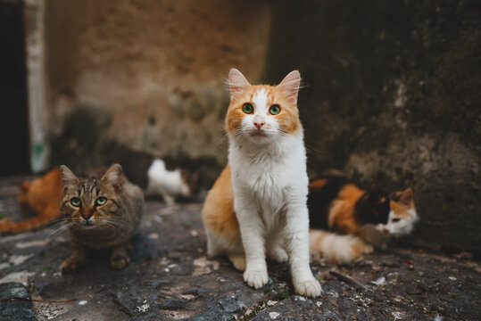 Group of homeless cats in the city.