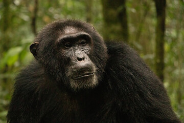 Naklejka premium A Chimpanzee is having a good time in the forest