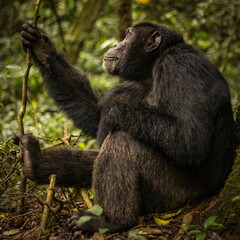 A Chimpanzee is having a good time in the forest