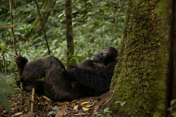 A Chimpanzee is having a good time in the forest