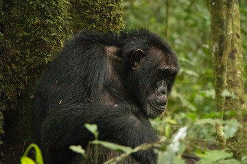 A Chimpanzee is having a good time in the forest