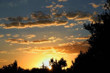 sunset in the forest
