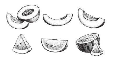 Melon and watermelon sketch set. Hand drawn vintage style summer fruit. Best for menu, market, vacation designs. Vector illustrations.
