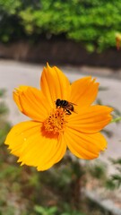 Housefly on yellow cosmos flower. Yellow Cosmos: Decoration, edible and herbal treatment.