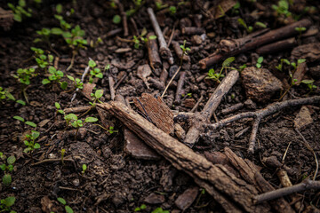 sticks and sprouts growing from the ground