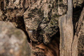 photo wooden close-up tree