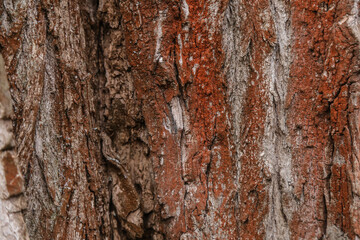 wood texture wood bark brown and red vet