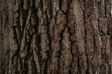 wood texture bark wooden brown color