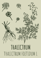 Drawings of THALICTRUM. Hand drawn illustration. Latin name THALICTRUM FOETIDUM L.