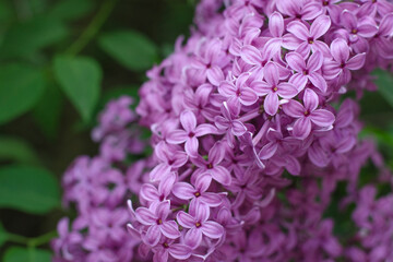 Lilac flowers background. Spring floral background with  pink lilac flowers. Spring bloom. Lilac bush.
