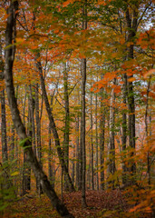 Fototapeta premium autumn in the woods