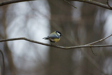 Naklejka premium A titmouse bird on a branch sings soon summer will come again.