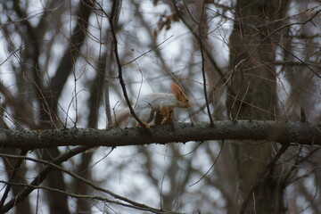 A little squirrel climbed a tree in the forest in the spring, looks where the second one is, they rejoice in the spring, they play