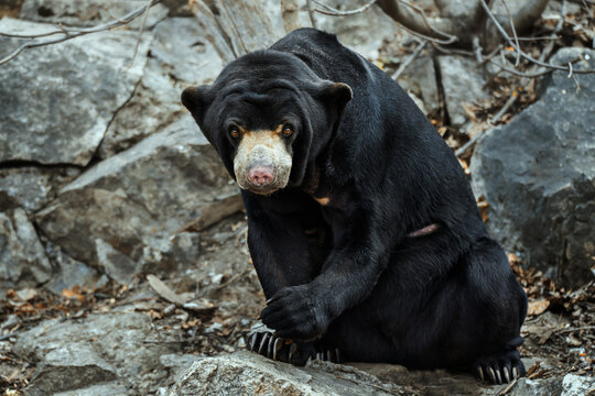 Malaysian Bear (Helarctos malayanus)