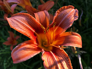 Orange daylily (Turkish: Turuncu gun guzeli) in the nature.