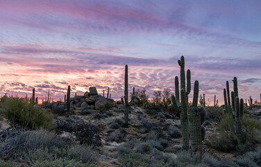 Colorful Desert Sunrise Landscape In Arizona