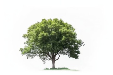 Fototapeta na wymiar Tree with a white background, isolated. Generative AI