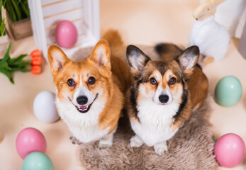 Welsh corgi Pembroke dog easter style picture