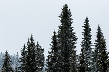 Spruce trees in a winter setting